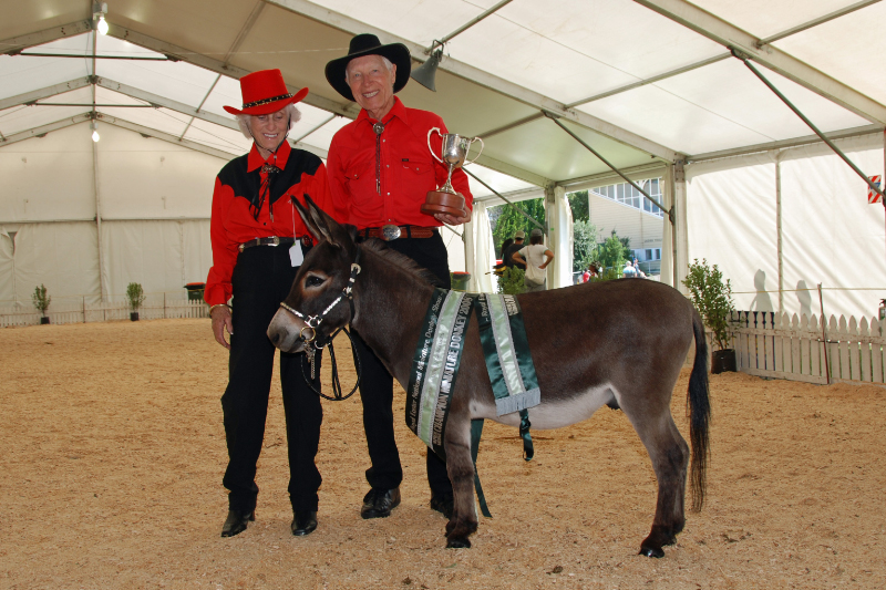 Supreme Champion Country Music Spade Cooley owned by  Jack and Maisie Hurst. Spade, now deceased, stood at Clovercrest for a year and is a reference Sire to some of our stock.